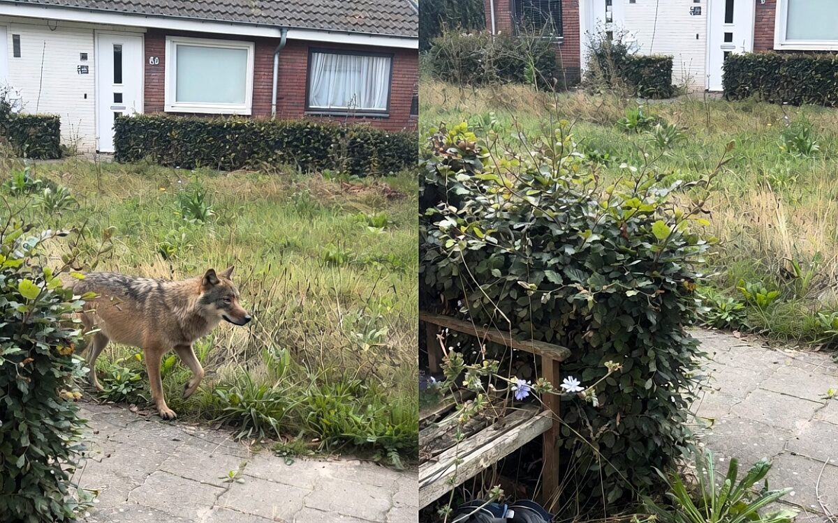 Video: Wolf staat plots naast klusjesman in Epe