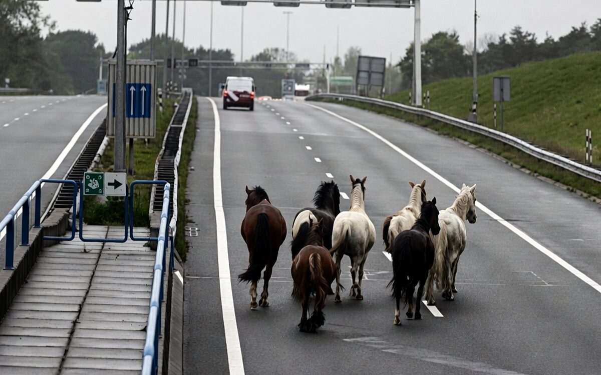 A9 tijdelijk afgesloten nadat kudde paarden door Wijkertunnel draaft
