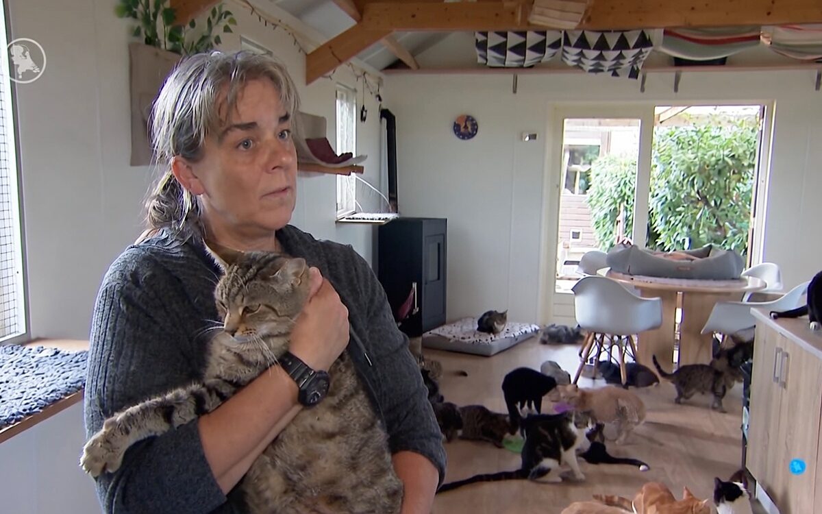 Dierenorganisaties beginnen petitie na afschieten 700 zwerfkatten
