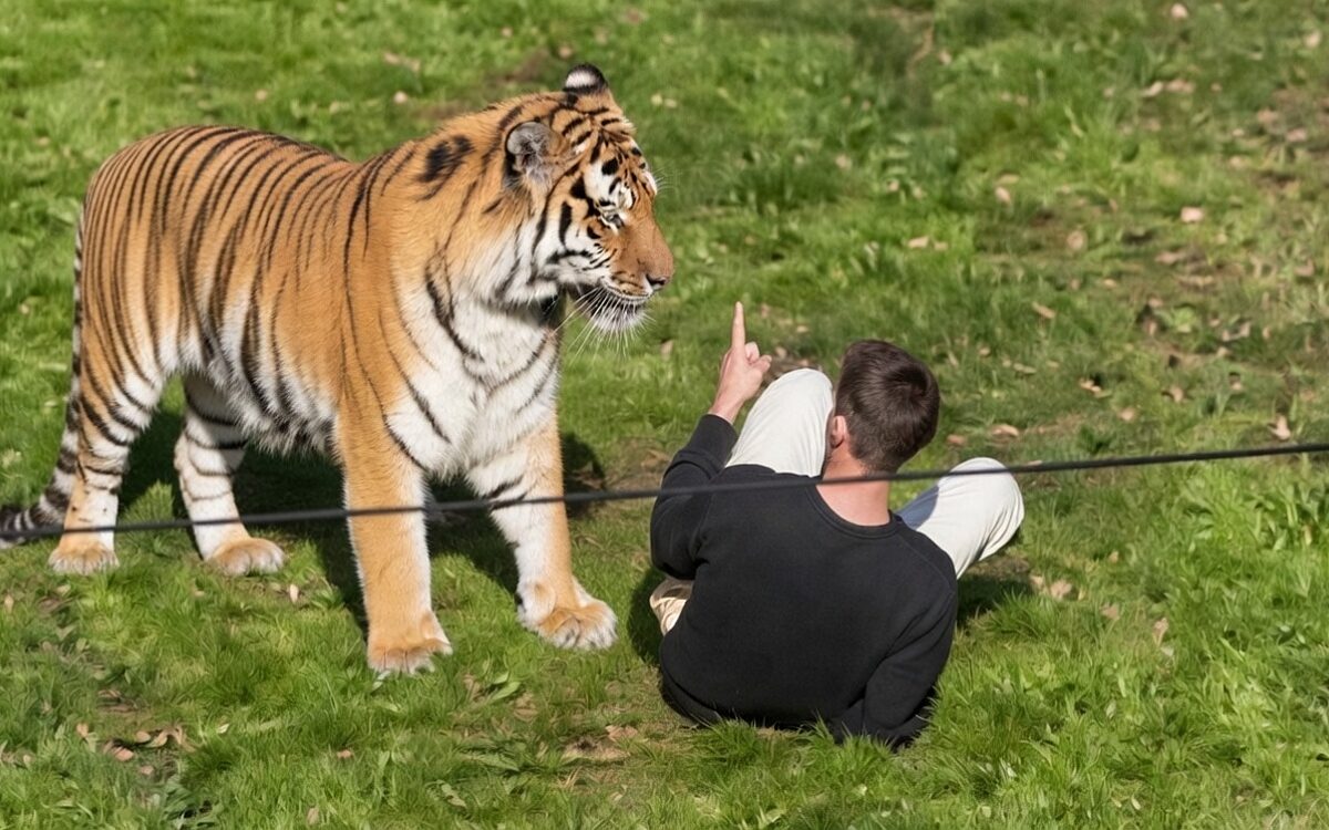 Schokkende beelden: man komt om door tijger nadat hij verblijf in Brits dierenpark in springt