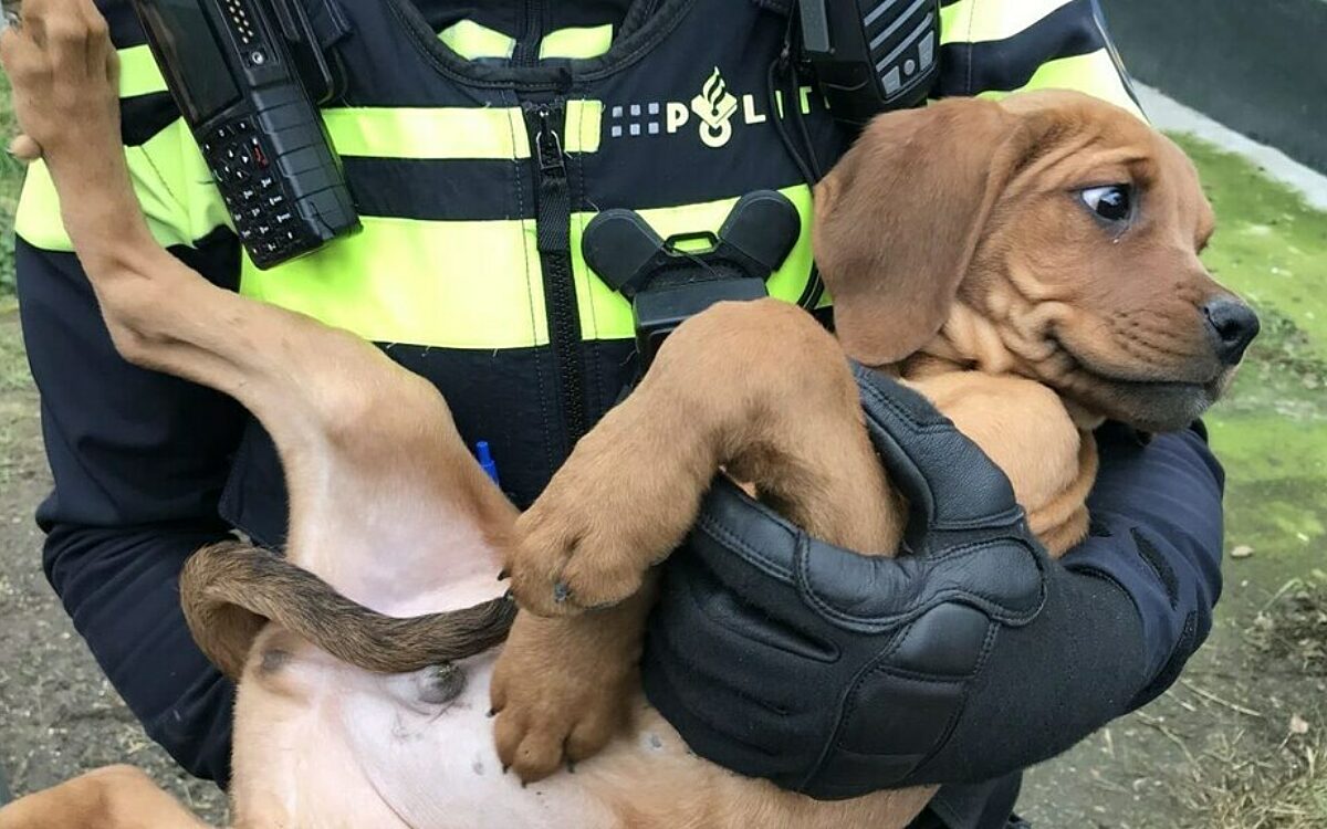 Politie arresteert dierenmishandelaar: tientallen verwaarloosde dieren weggehaald