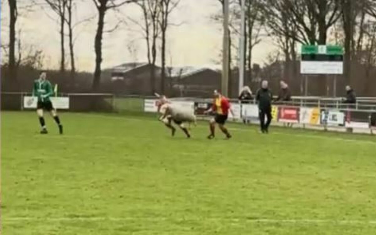 Ontsnapt schaap zorgt voor chaos op voetbalveld in Drachten