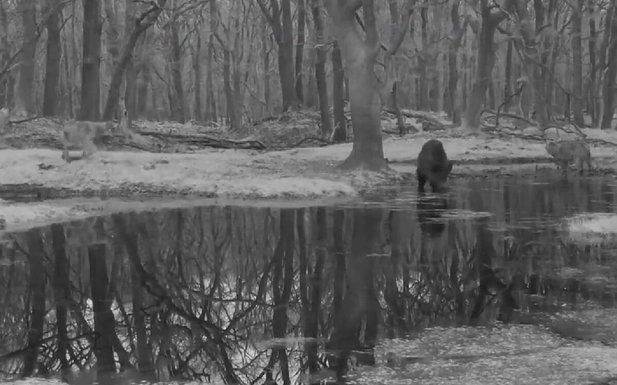 Zien: Vijf wolvenwelpjes oefenen jacht op wild zwijn