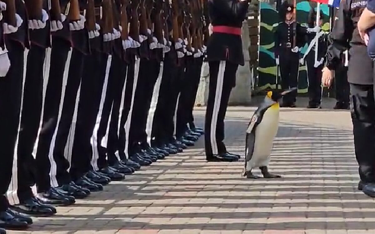 VIDEO – Pinguïn Nils Olav III benoemd tot generaal-majoor in Schotland