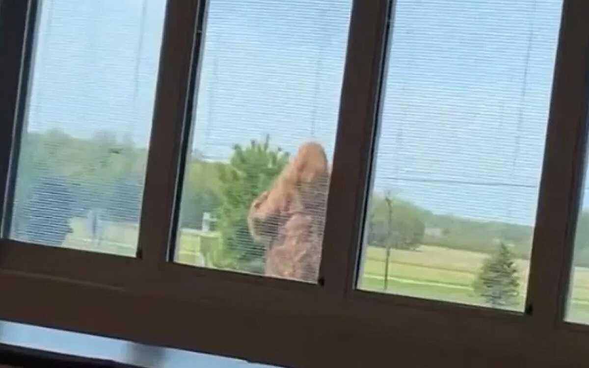 Zien: school in Ohio sluit deuren vanwege incident met ‘bigfoot’