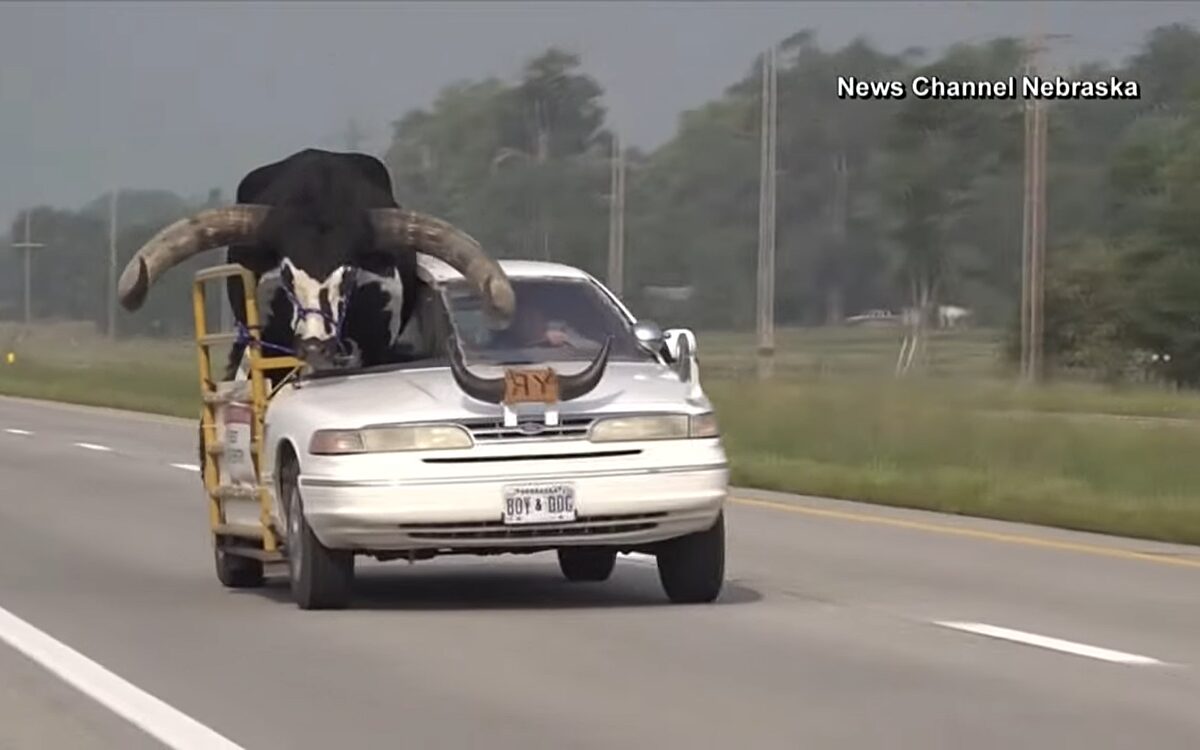 VIDEO - Politie houdt auto aan om enorme stier in bijrijdersstoel