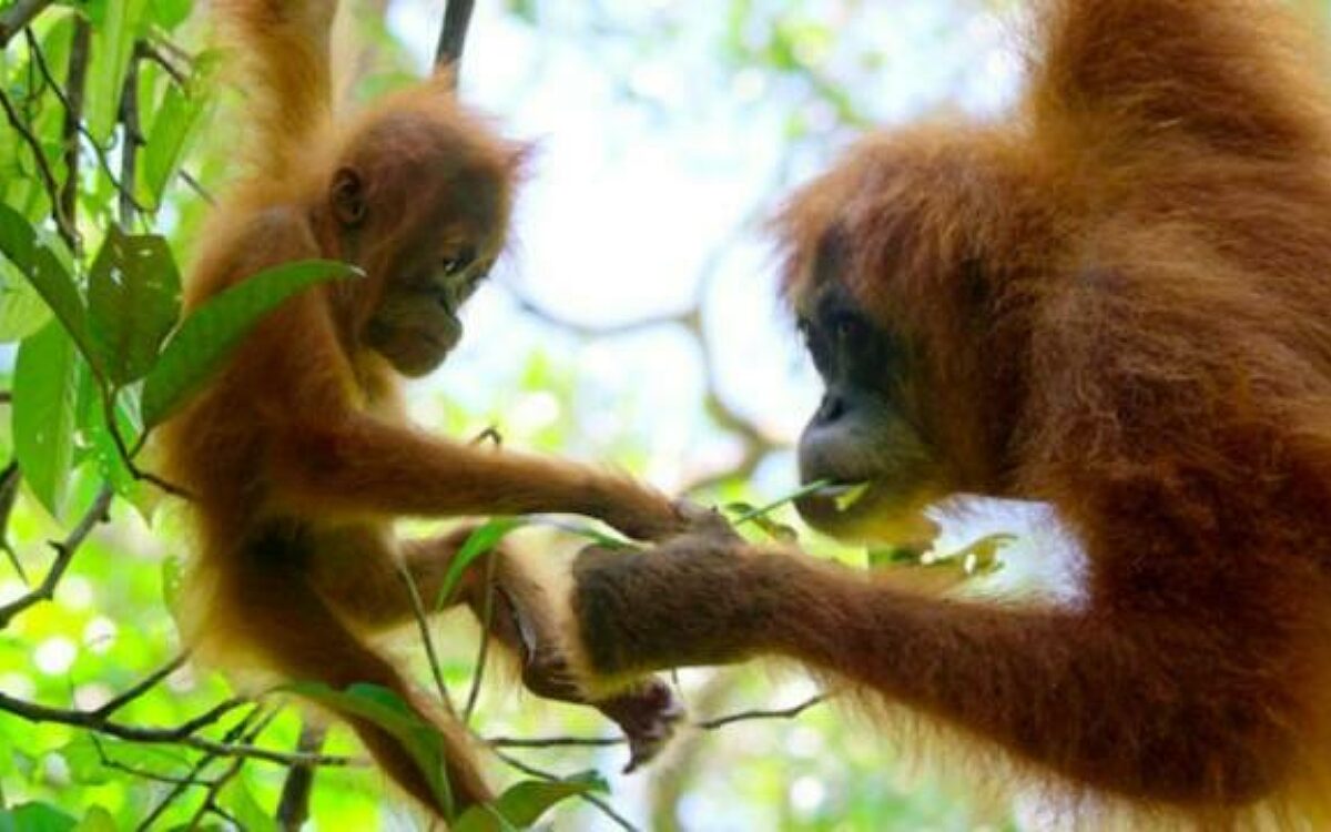 Nieuwe indrukwekkende documentaireserie over orang-oetans