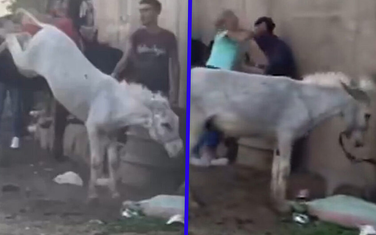 Nederlandse vrouw geeft ezelmishandelaar in Egypte flinke stompen en gaat viraal na heldendaad