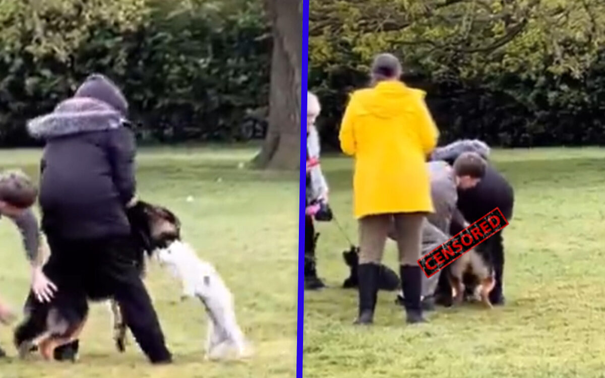 Surrealistische actie: held redt schoothondje van agressieve herder door vinger in 'achterdeur' te stoppen