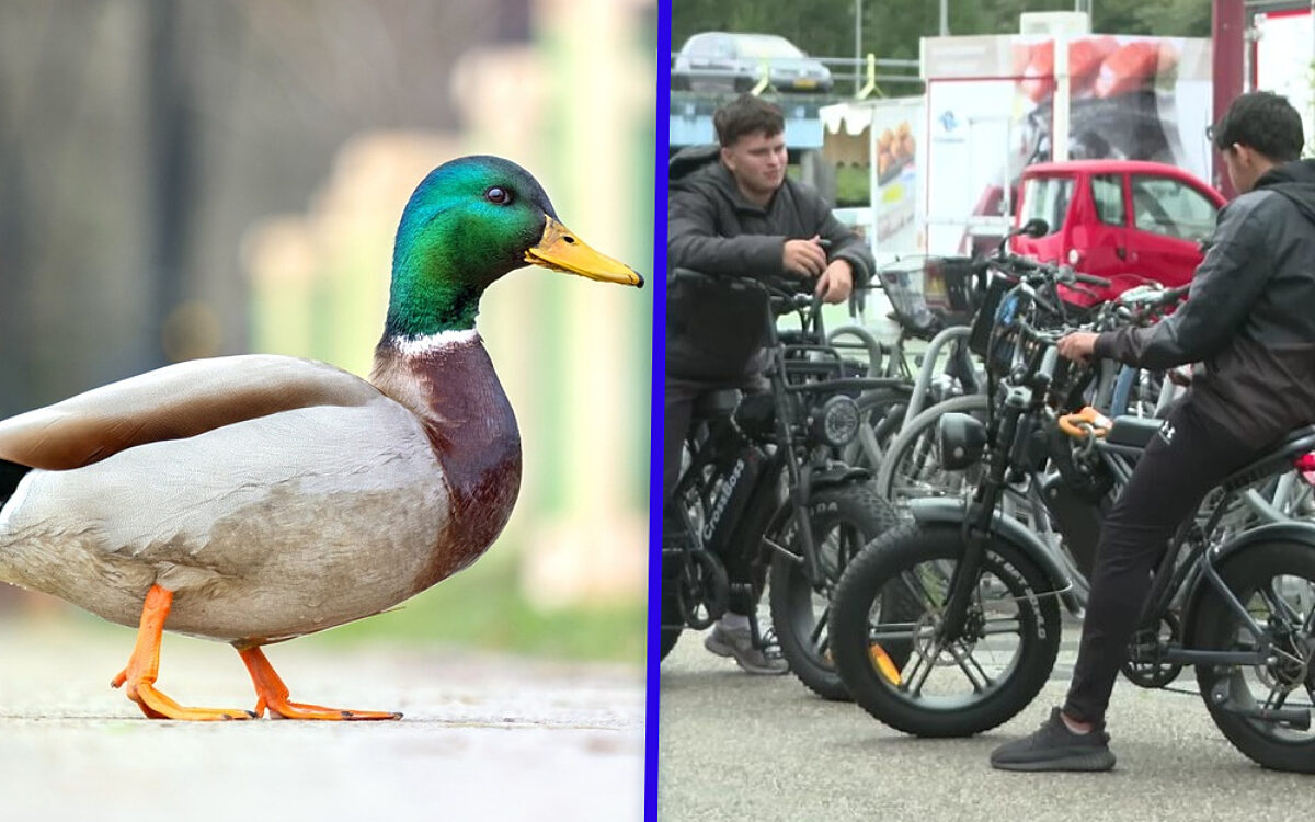 Fatbiketuig doodt broedende eend met stenen, walgelijke actie vastgelegd