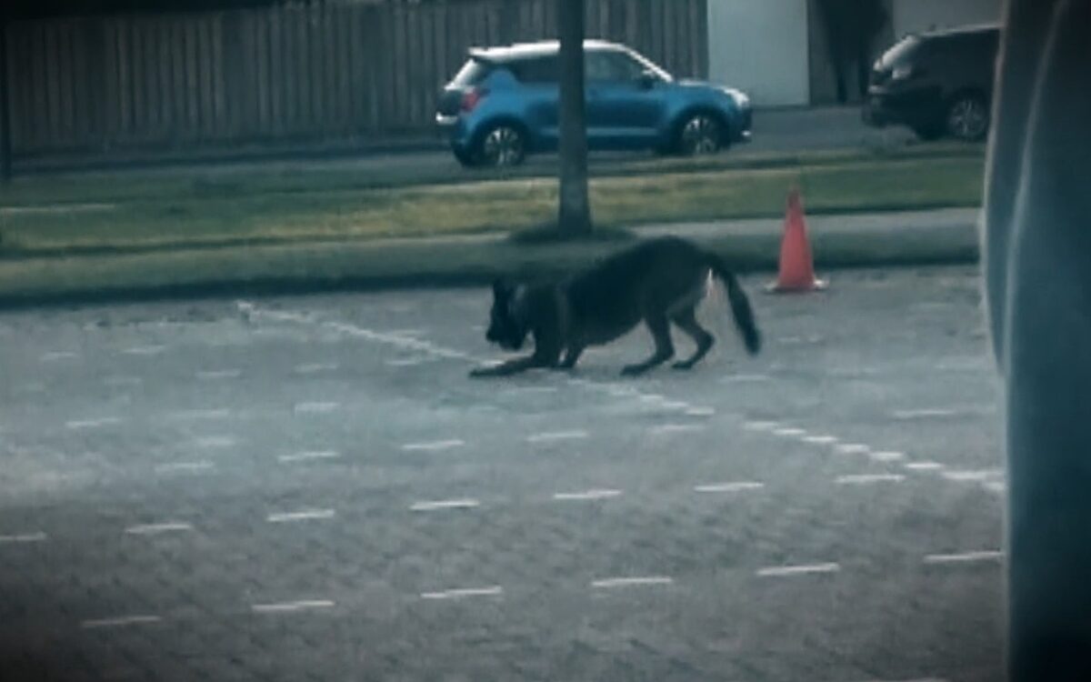 Hondentrainer betrapt op gebruik verboden stroombanden