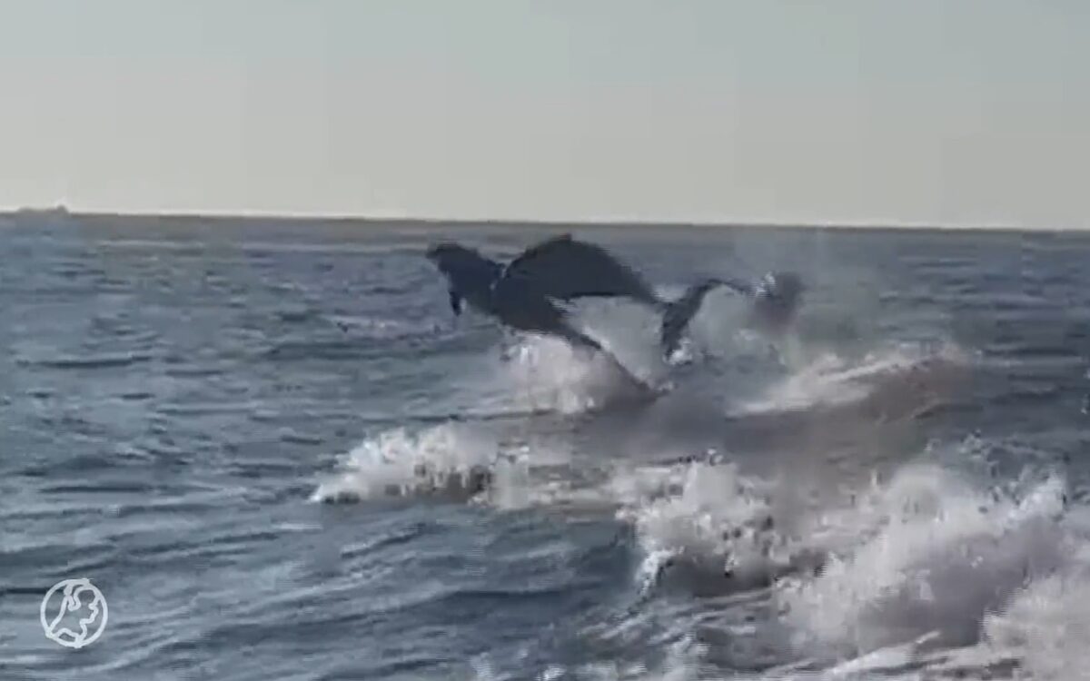 VIDEO – tientallen dolfijnen zwemmen bij Terschelling mee met boot