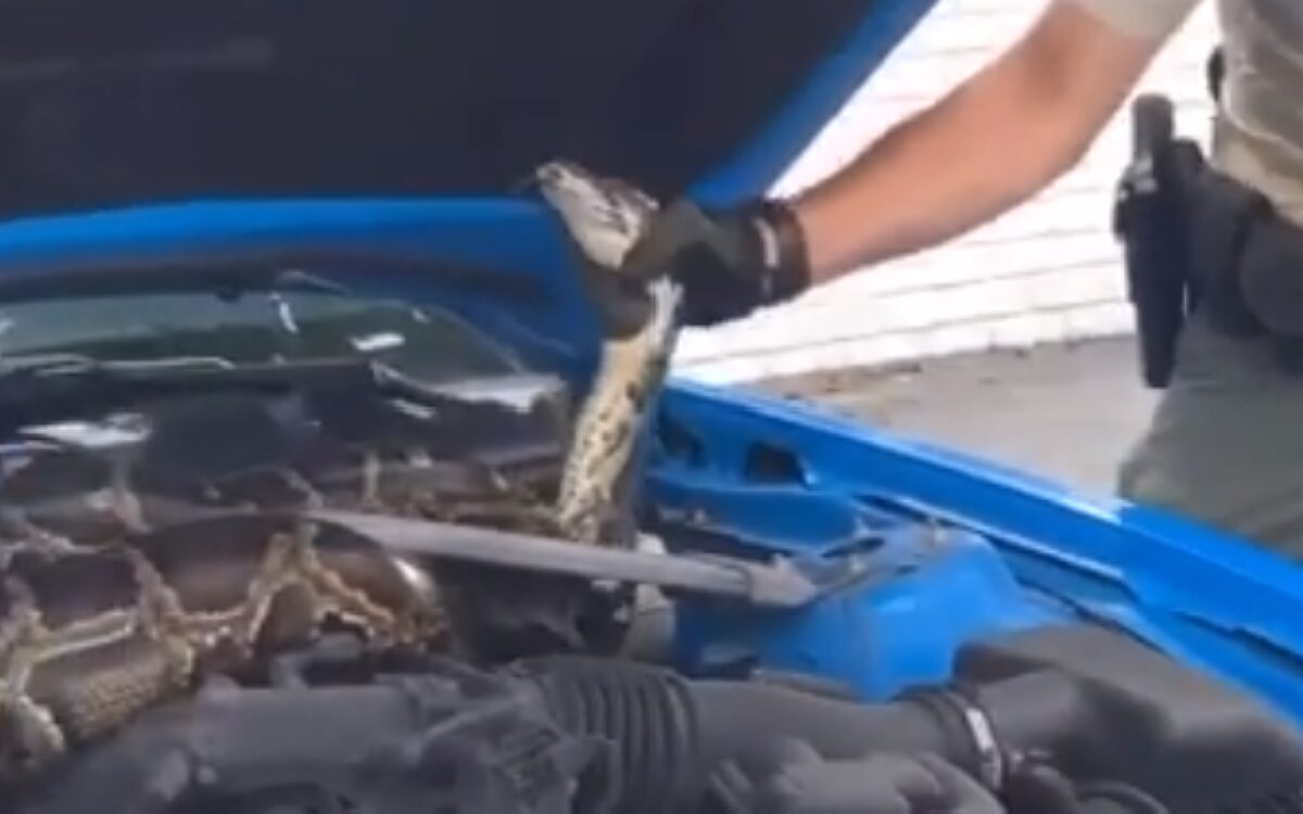 Verrassing: auto-eigenaar vindt meterslange python onder zijn motorkap
