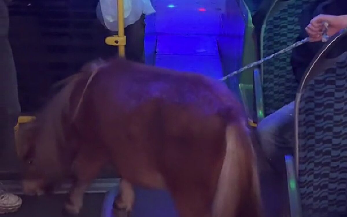 Video: Groepje jongeren in Zuidlaren neemt pony mee in de nachtbus