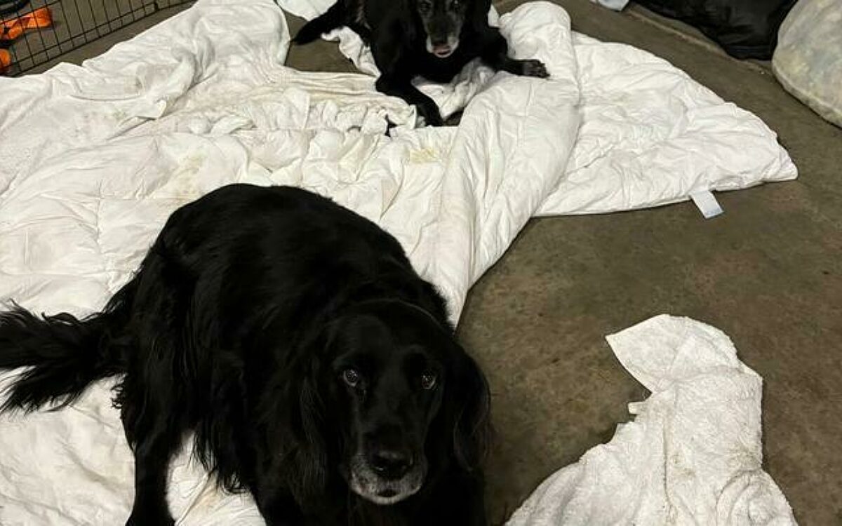 Man dumpt twee honden op Ameland en vertrekt weer met veerboot