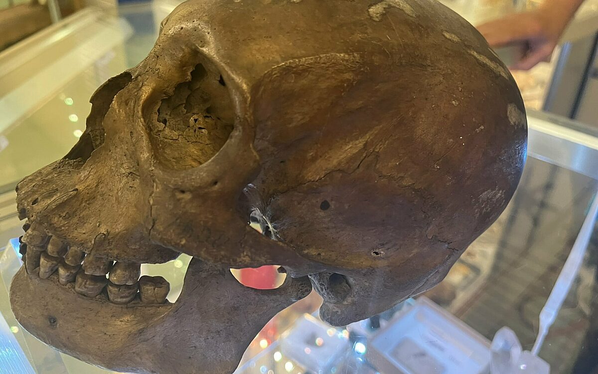Man vindt menselijke schedel in de kringloopwinkel
