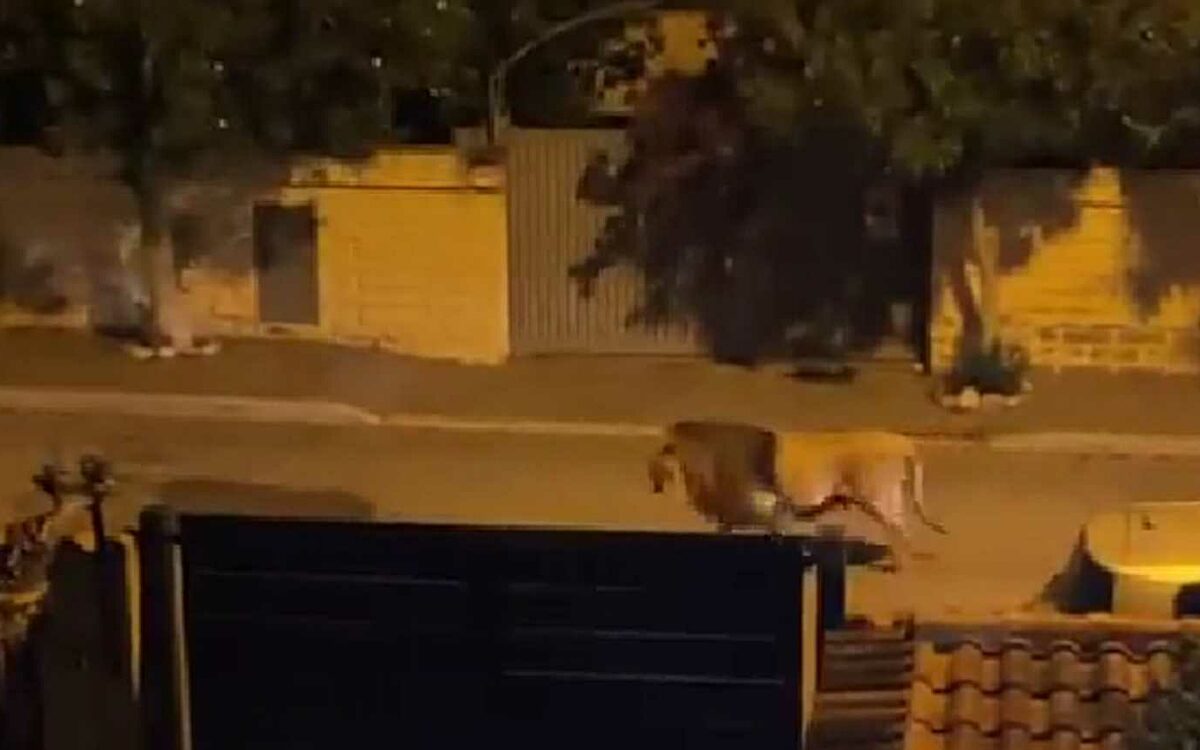 Video: Ontsnapte circusleeuw scharrelt urenlang door Italiaanse kustplaats