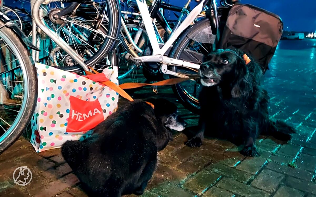 Gedumpte hond Ameland ingeslapen: ‘We zullen haar nooit vergeten’