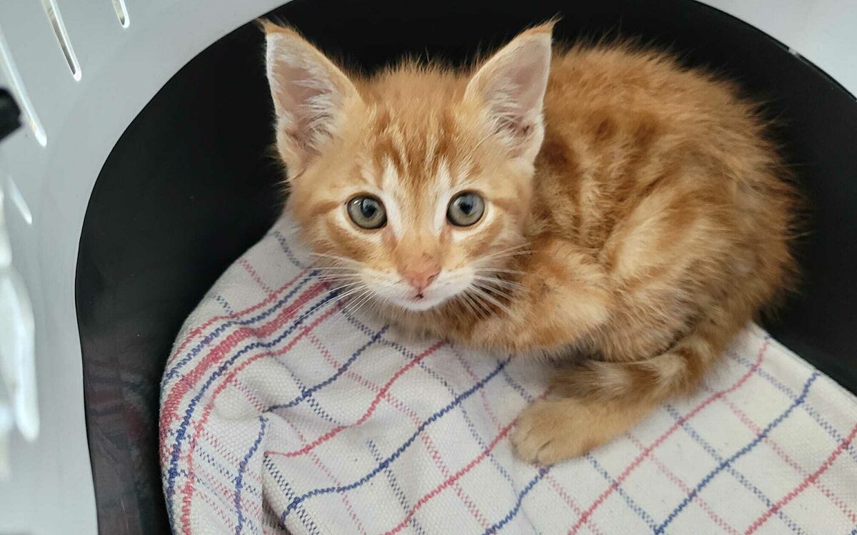 Noodkreet: kittens ‘extreem vaak’ op straat gedumpt, actie nodig