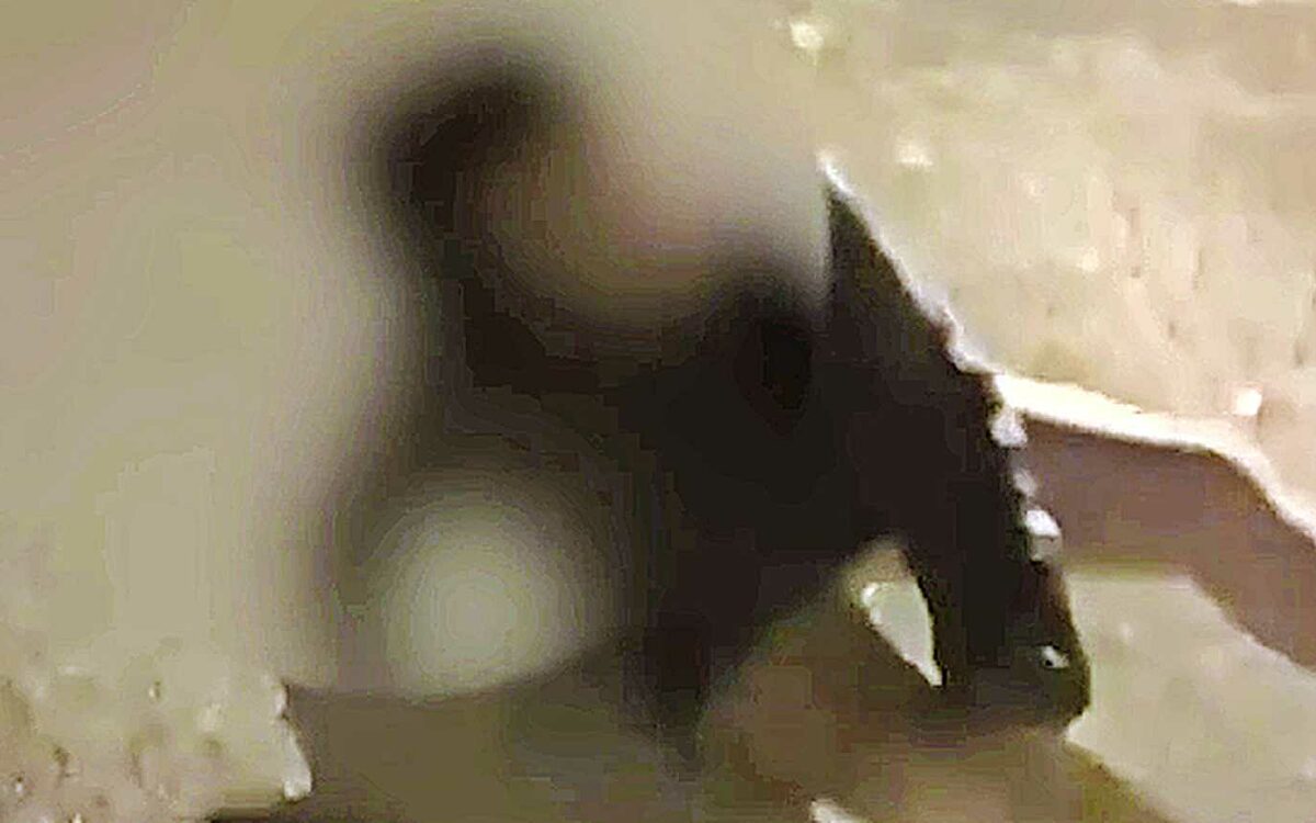 Jongeren filmen hoe ze 13-jarige met broek op de enkels vernederen en schoppen, familie van slachtoffer bedreigd
