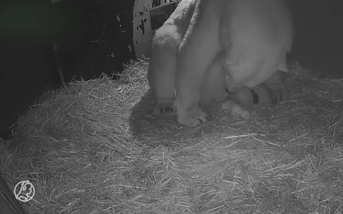 IJsbeertje geboren in Mierlo, zie hier de eerste beelden