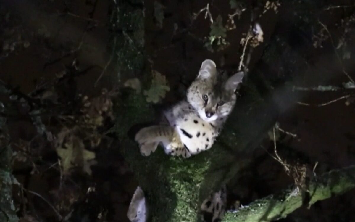 In beeld: Kat- en muisspel tussen brandweer en ontsnapte serval op Gooise heide