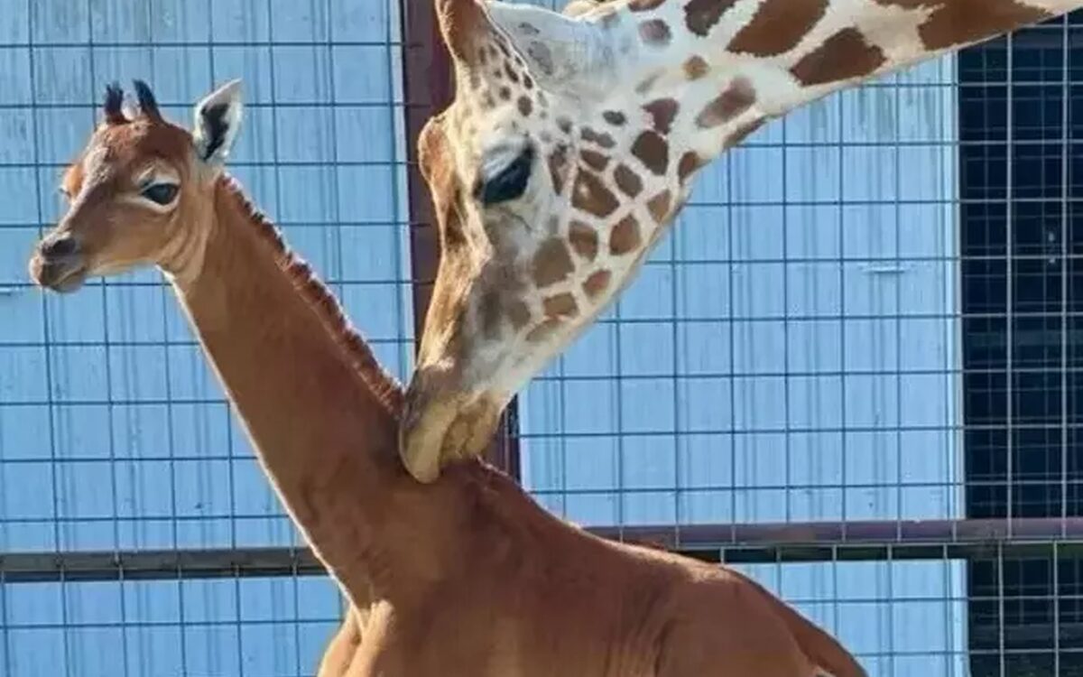 Zeldzame giraffe zonder vlekken geboren in Amerikaanse dierentuin