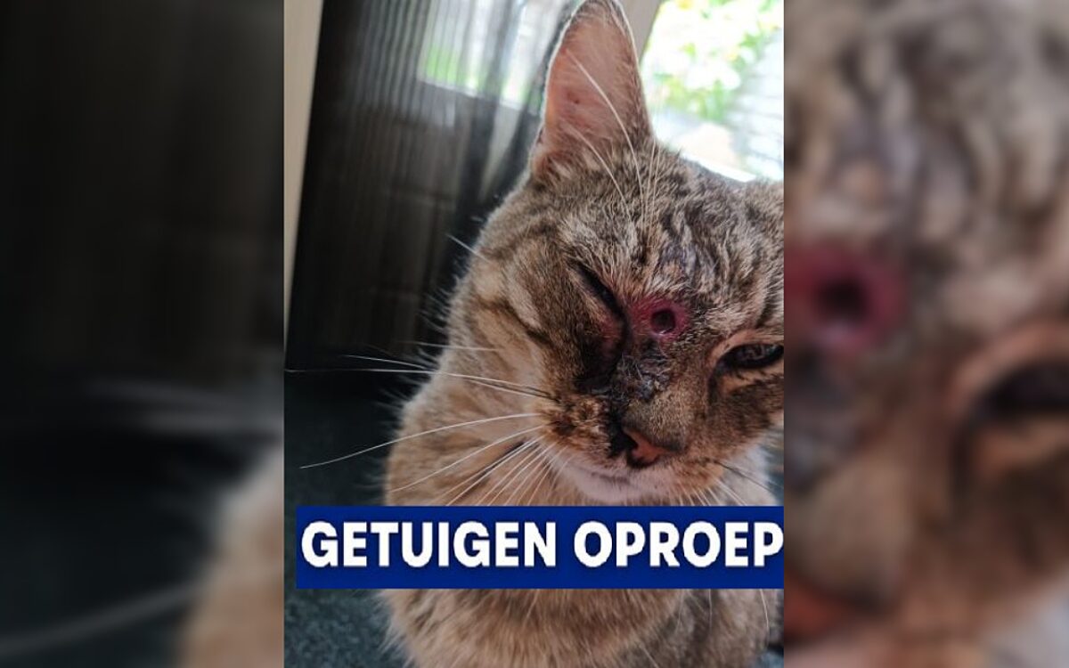 Met buks beschoten kat overleden