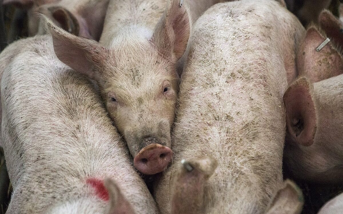 Varkens overleden bij kantelen vrachtwagen in Gelderland