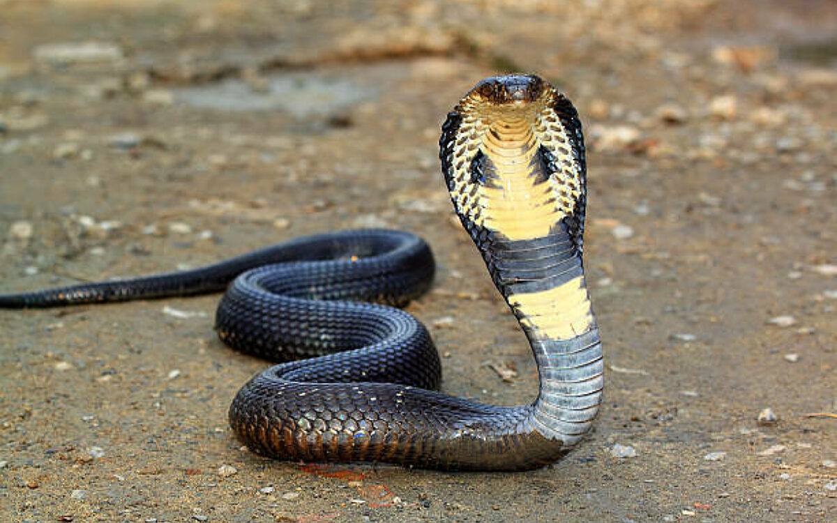 Giftige cobra maand na ontsnapping in dezelfde straat teruggevonden