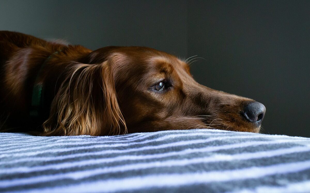 'Bert (52) uit Leek overleden nadat hij jongeren aansprak op gooien van vuurwerk naar zijn hond'