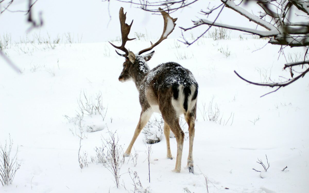 In beeld: Dik pak sneeuw in het zuiden van Nederland