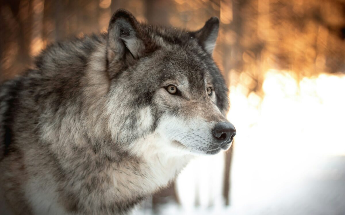 Gelderland mag wolf toch beschieten met paintballgeweer