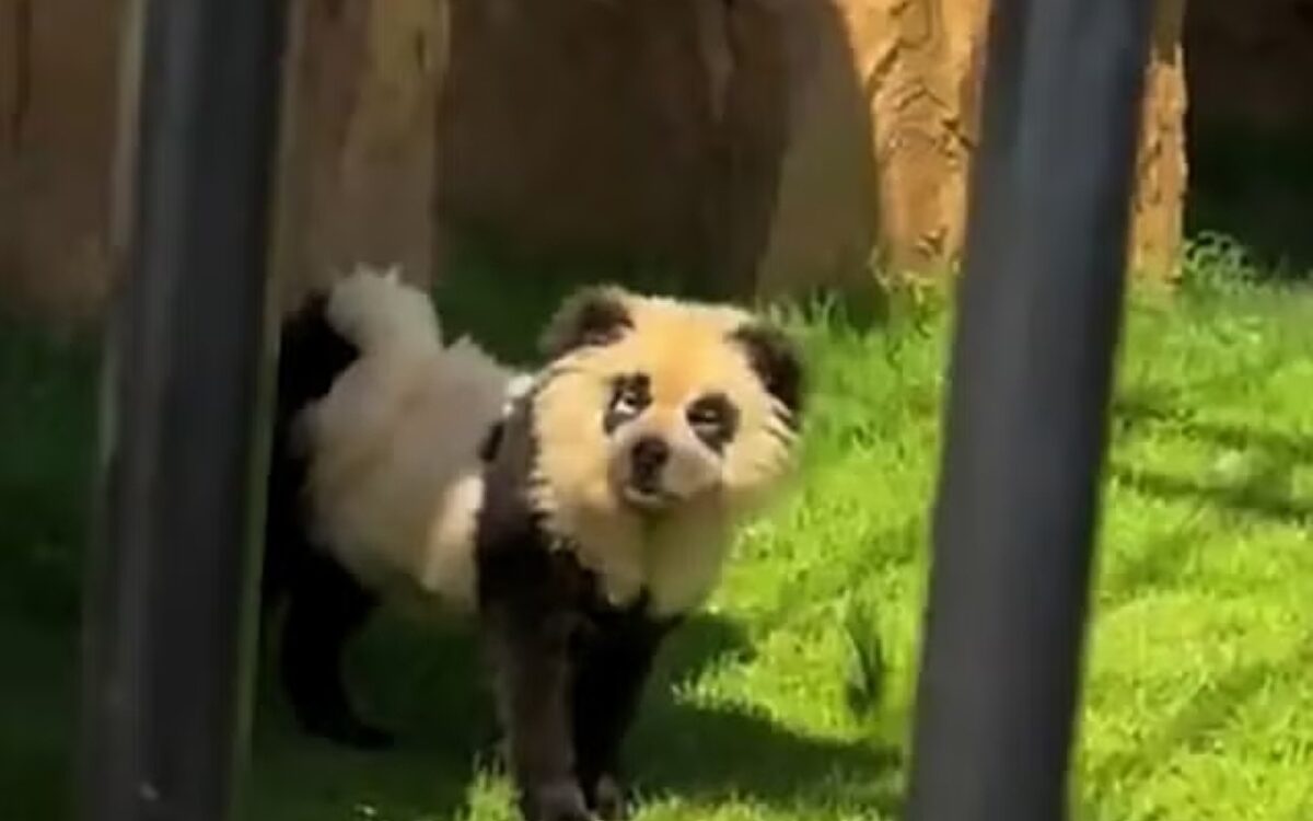 Zien: Chinese dierentuin verft honden zodat ze lijken op panda's
