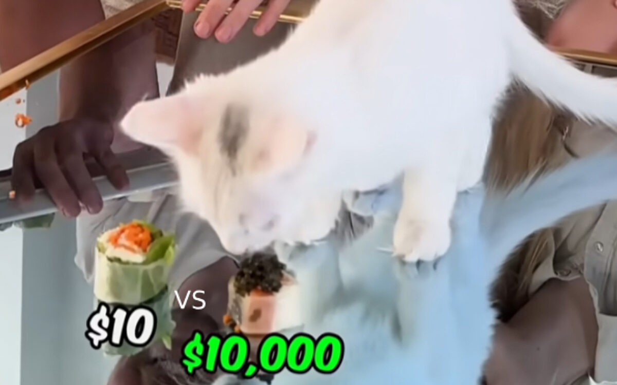 Het Sushi-Experiment: MrBeast laat een kat kiezen tussen €10 vs. €10.000 stukje sushi