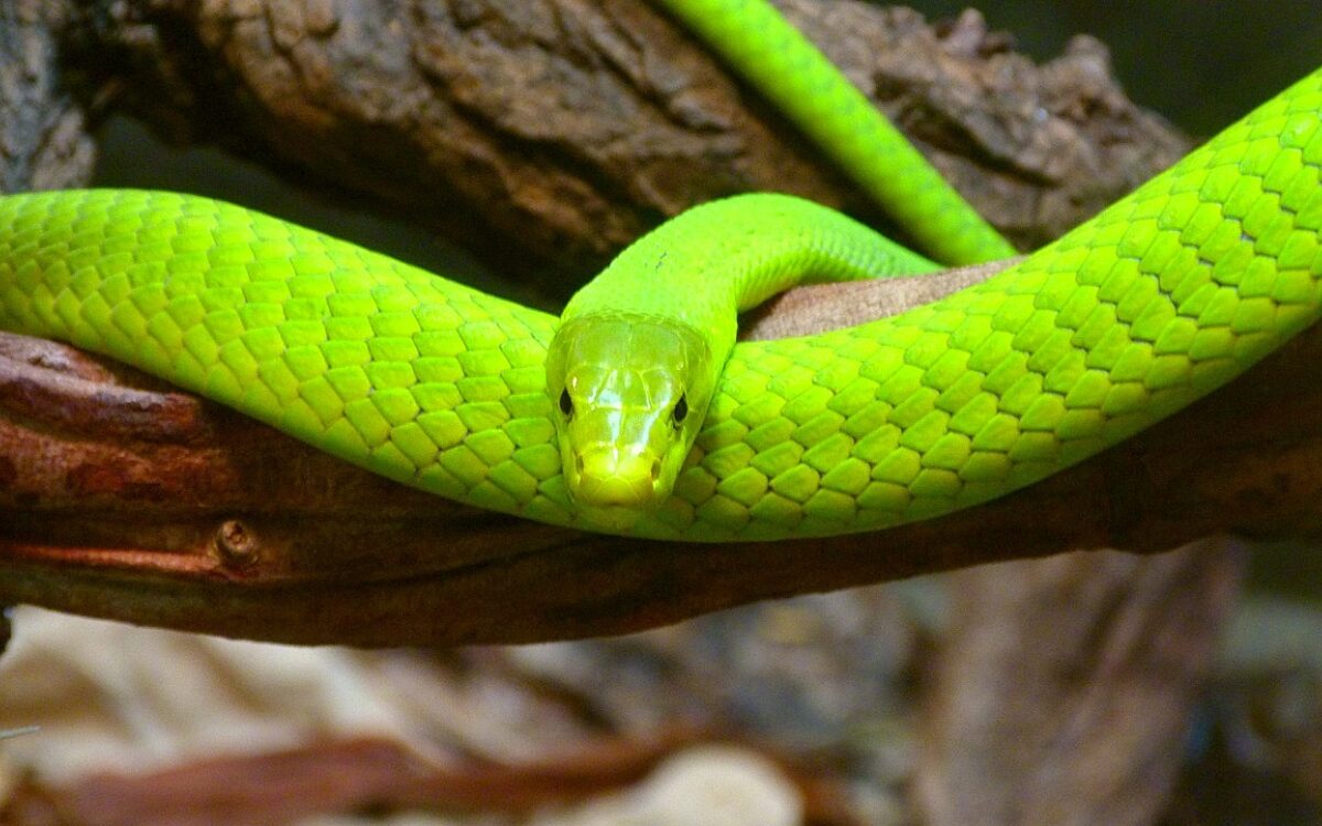 Vermiste groene mamba uit Tilburg na 4 dagen terecht