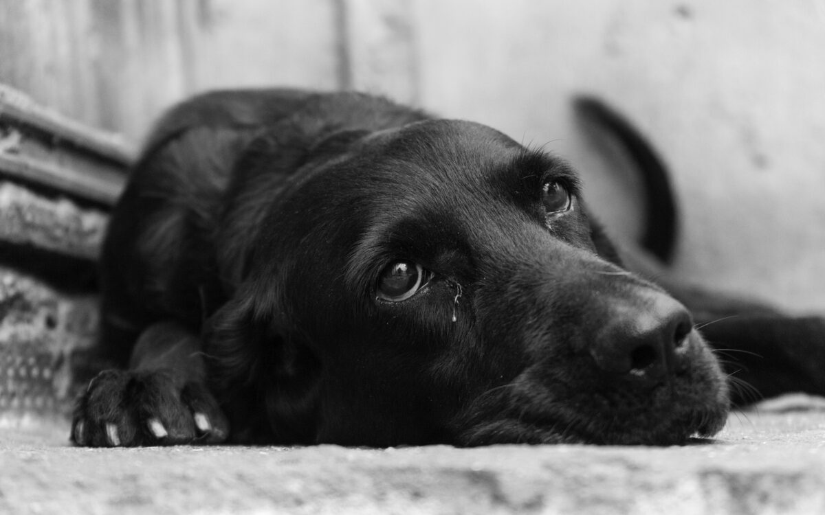 Twee honden omgekomen bij ongeluk op N332