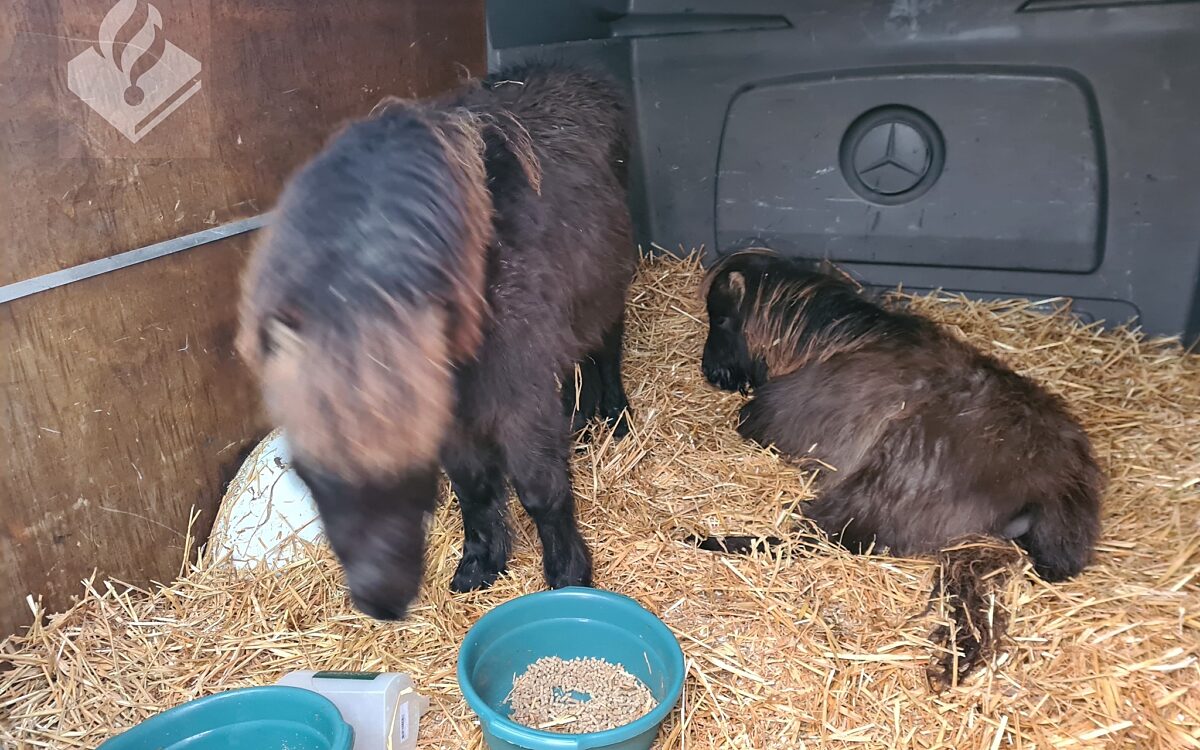 Autoverhuurder treft verwaarloosde pony's aan in busje