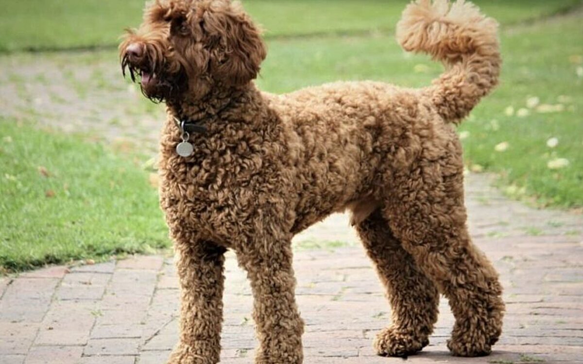 Labradoodle blijft geliefde gezinshond onder veel Nederlanders