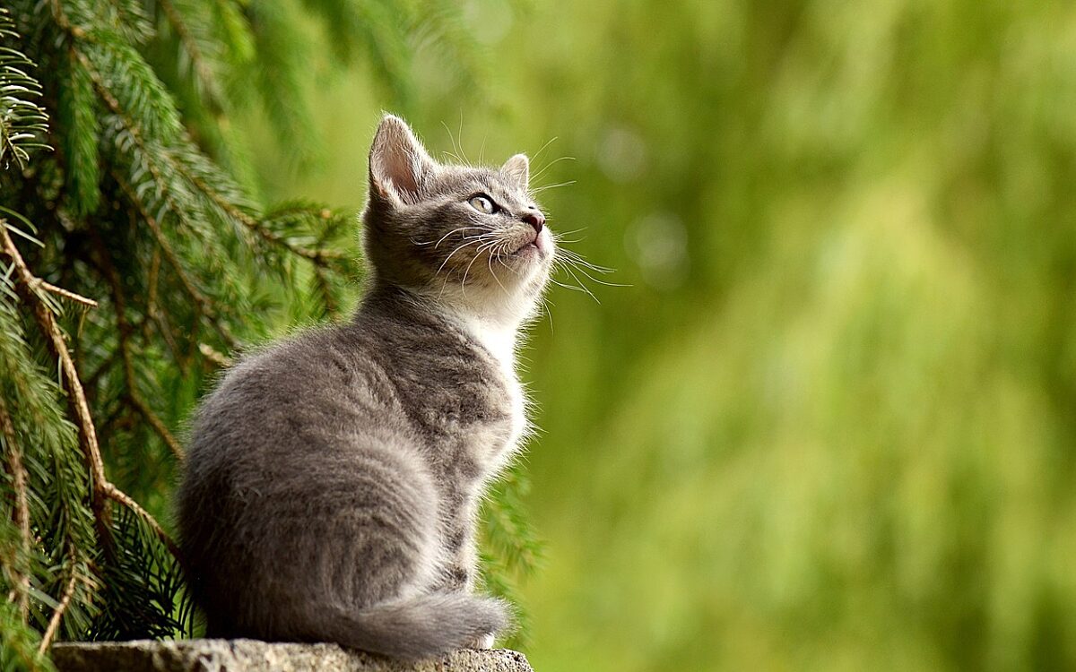 Mogelijk kattenmoordenaar actief in Hoogeveen, 6 katten in kanaal gevonden