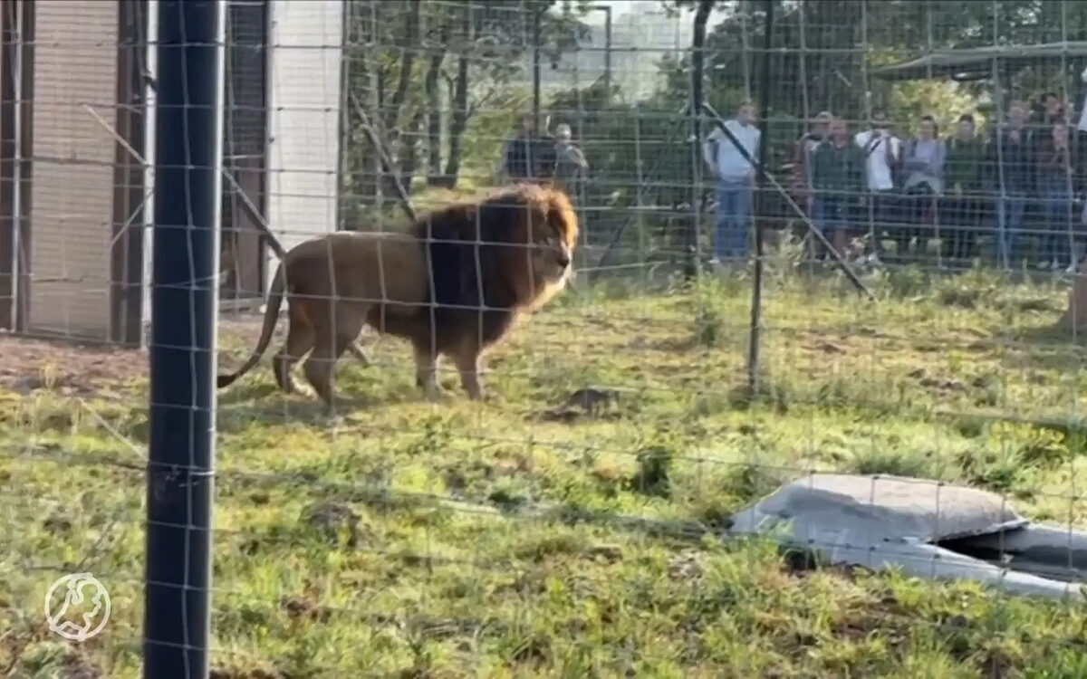 Zien: Leeuwen Remy en Luna zijn 'terug' in Afrika