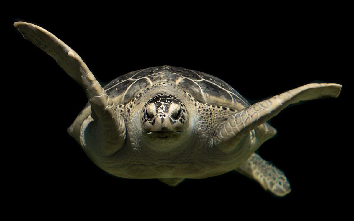 Vijf schildpadden overleden in Blijdorp door technisch mankement