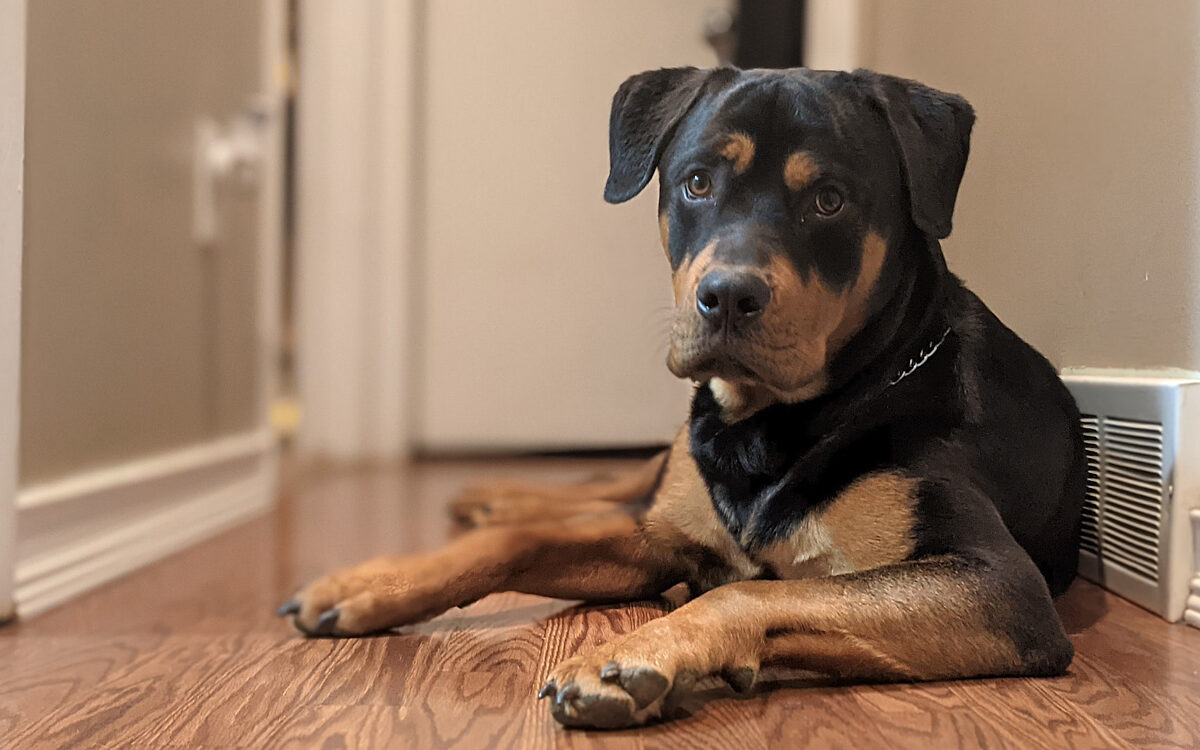 VIDEO - Hond steelt speen van baby