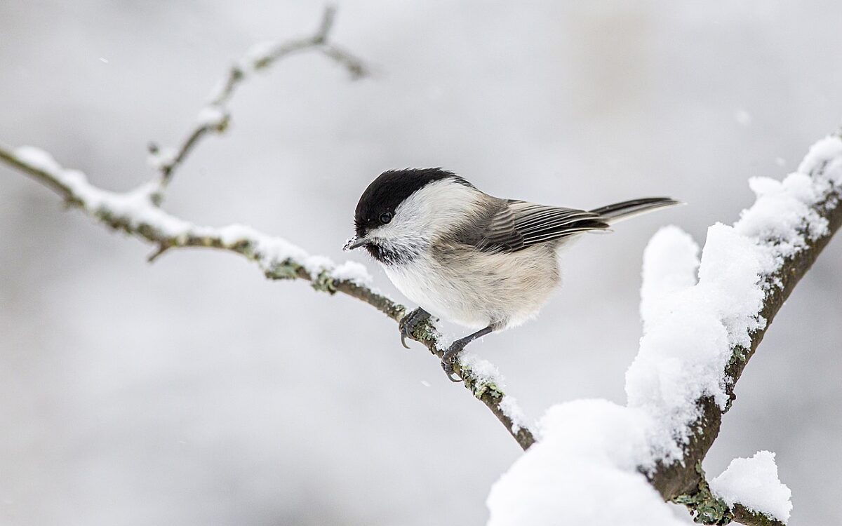 Video: Winters weer op komst aankomende week