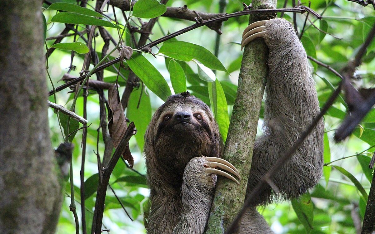 Video: Luiaard geeft geen f*ck, is niet onder de indruk van anaconda
