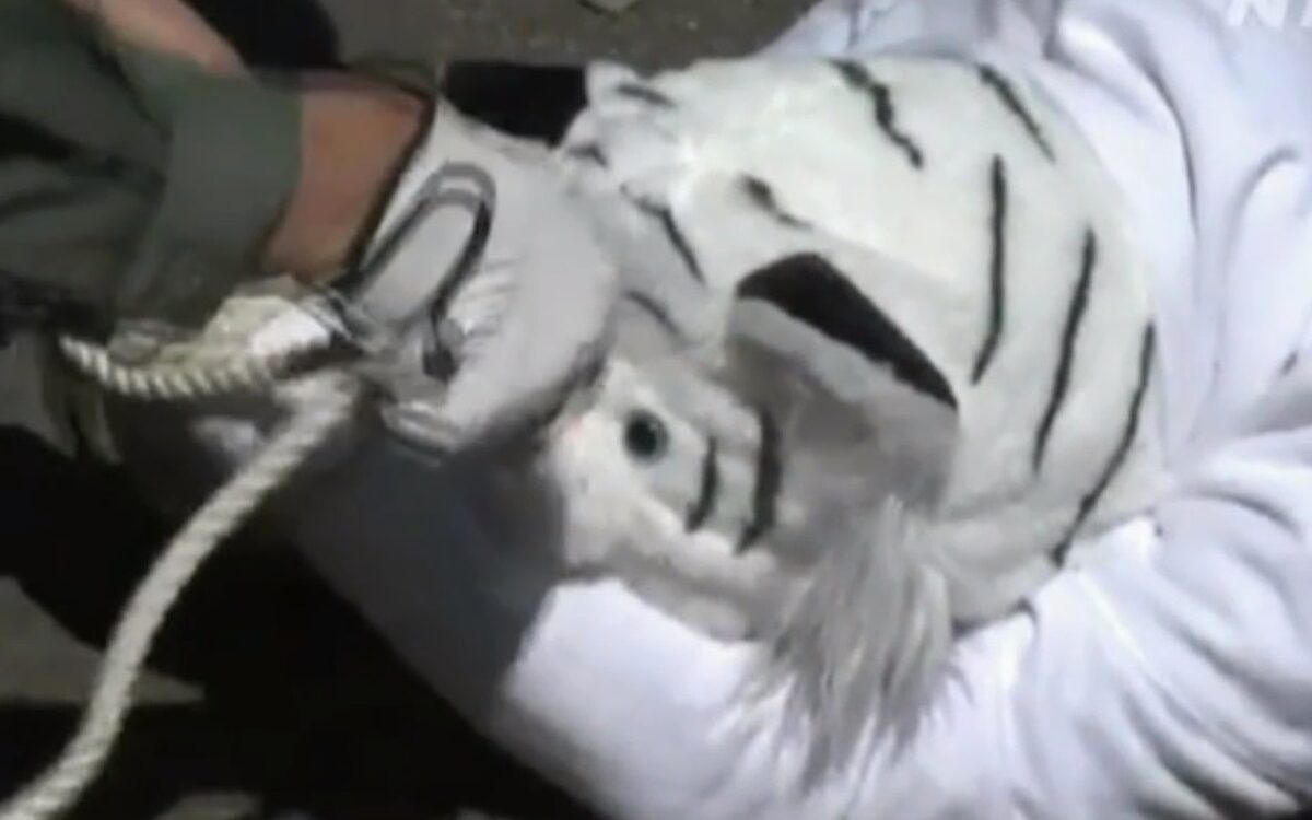 Video: Japanse dierentuin oefent ontsnapping op bijzondere manier