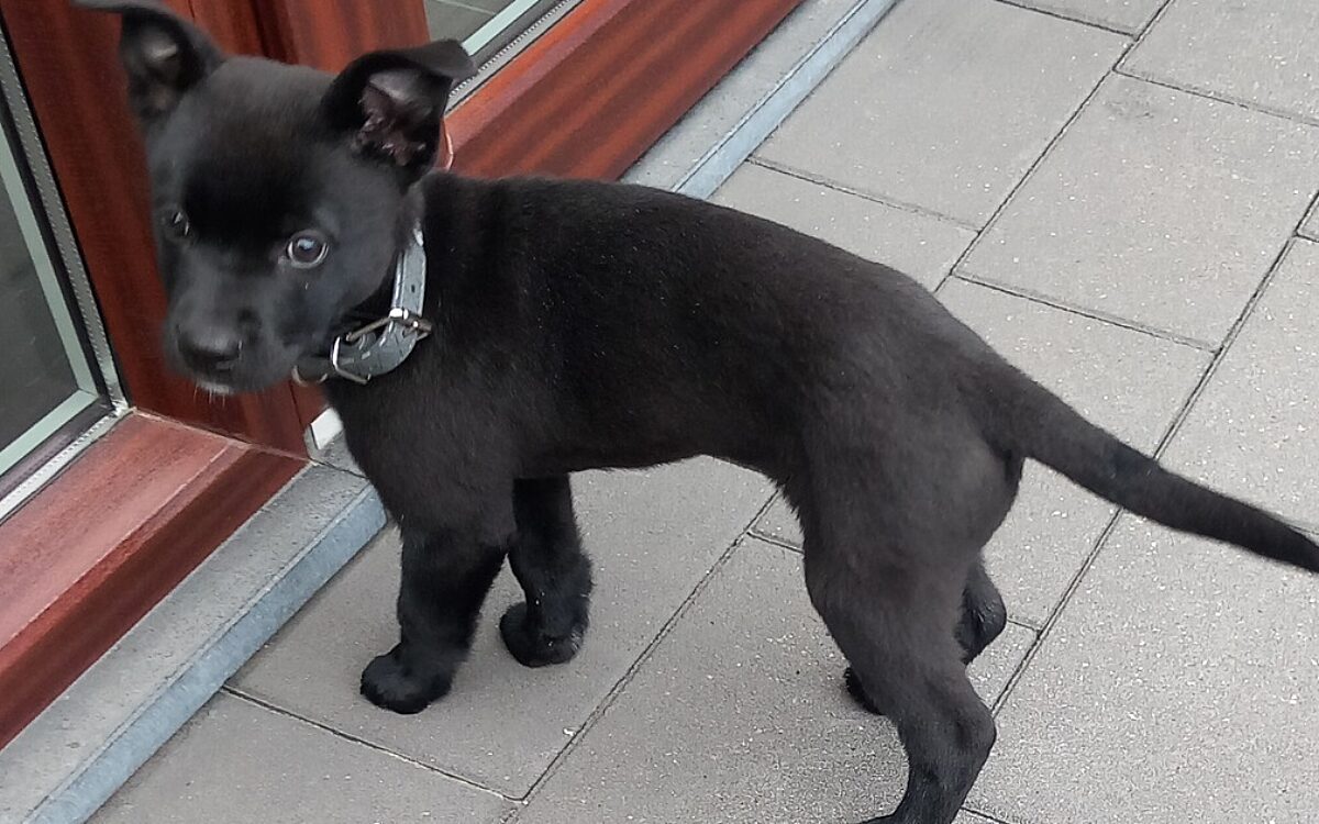 Bizar: Puppy gestolen tijdens wandeling in Limburg