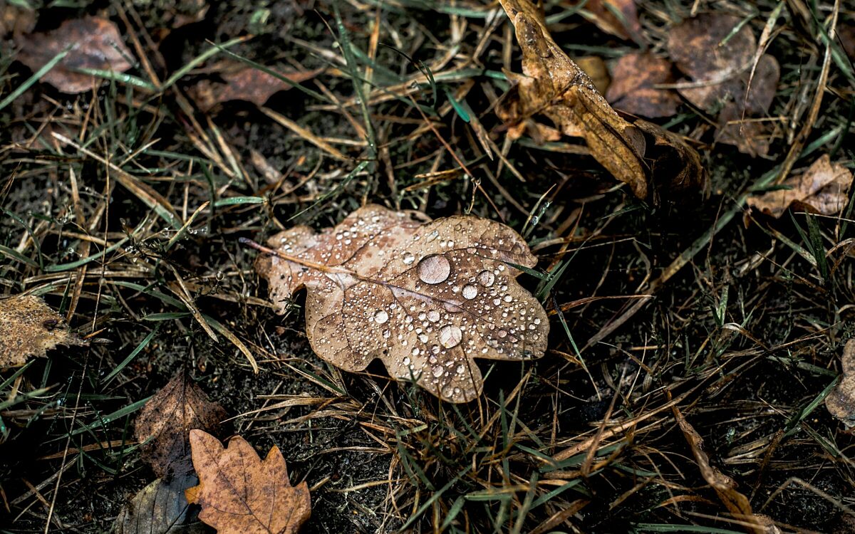 Regenachtige herfstweek op komst