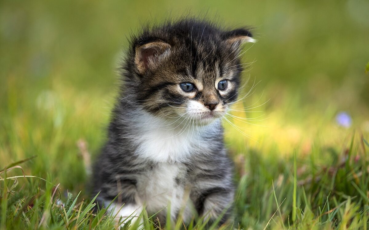 Opnieuw dode katten gevonden in Hoogeveens kanaal