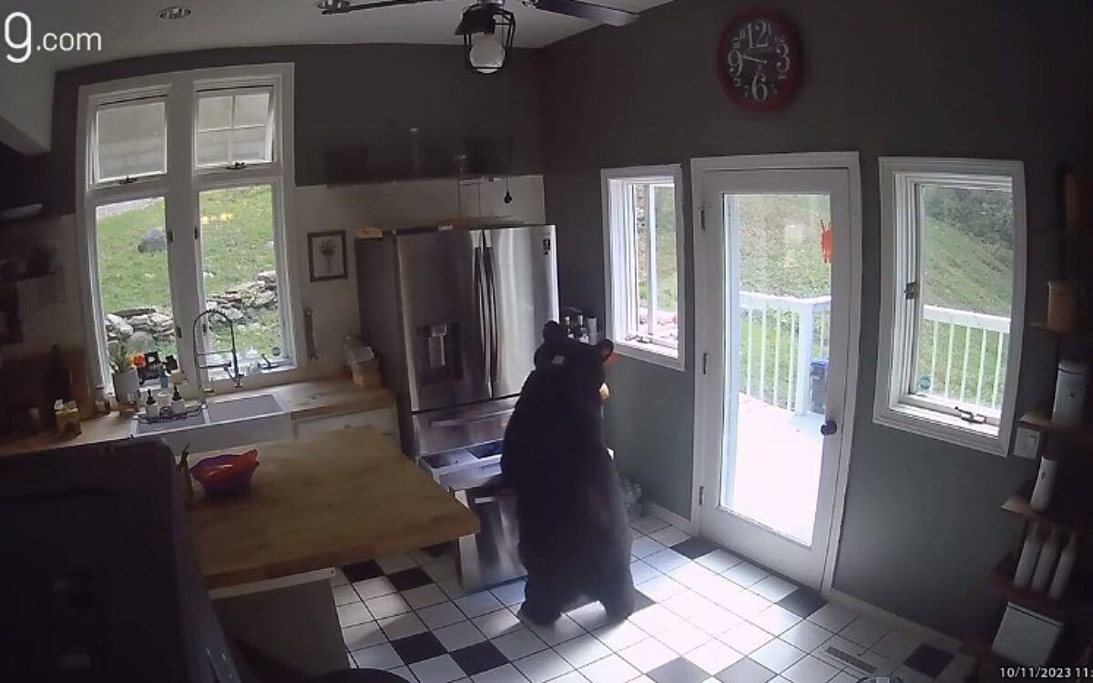 Video: Beer steelt lasagne uit vriezer in Conneticut